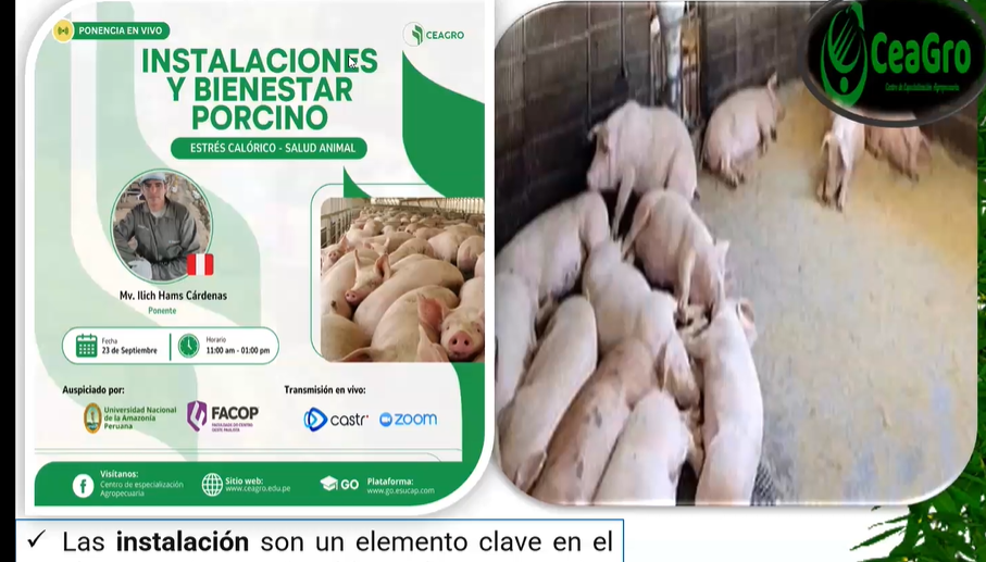 INSTALACIONES Y BIENESTAR PORCINO: ESTRÉS CALÓRICO - SALUD ANIMAL 